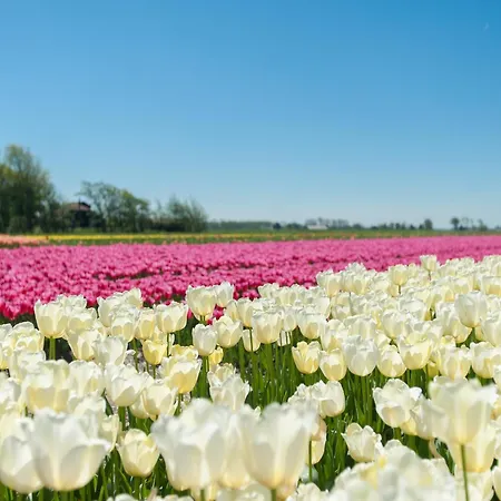 Chic Beachside W Sauna * Julianadorp