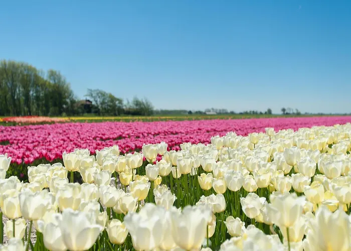 Chic Beachside W Sauna * Julianadorp